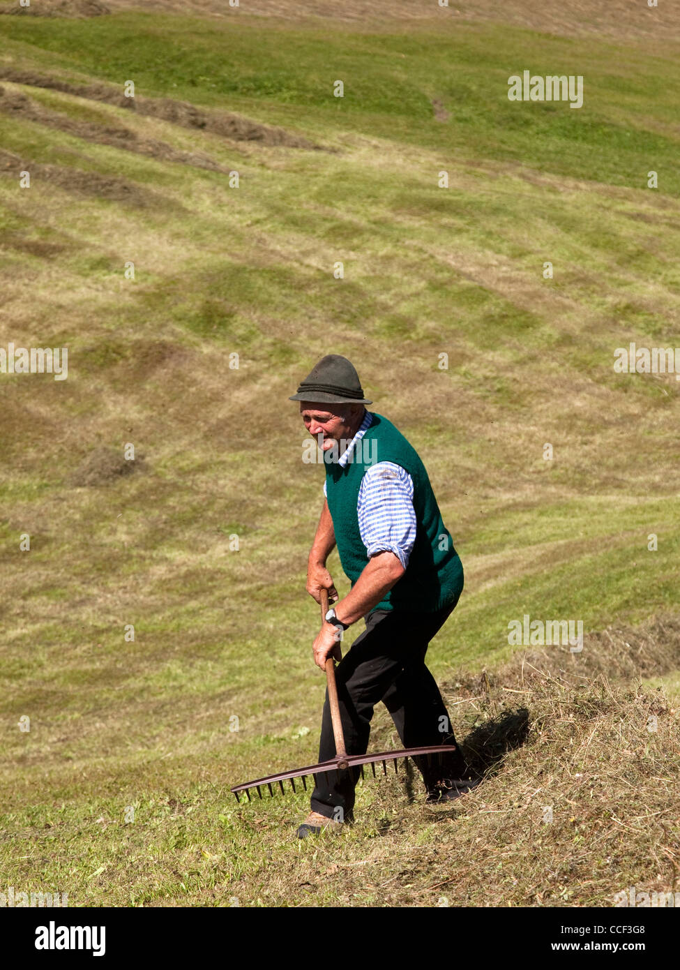 Farmers Raking Farmer raking up straw/hay in pastures on Alpine meadows, in Italian ...