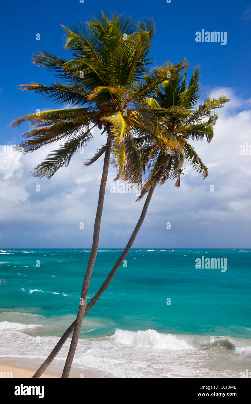 Palm trees at Bottom Bay on the southeast coast of Barbados, West Indies Stock Photo