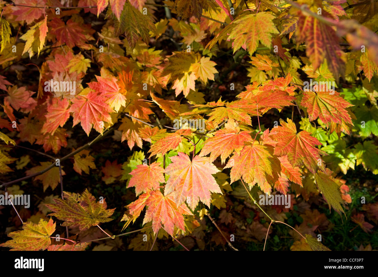Maple leaves Stock Photo