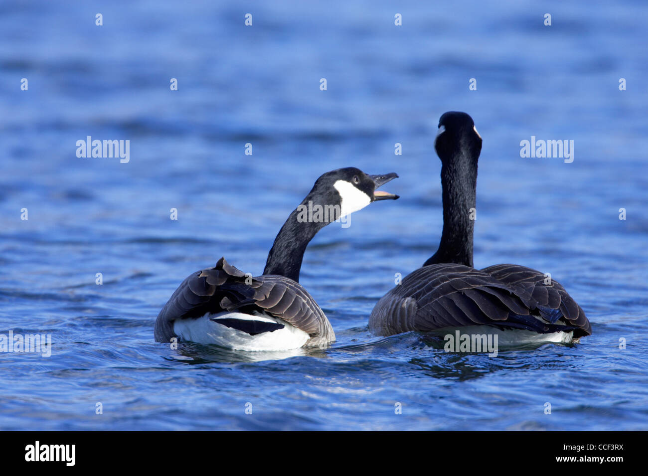 Two Canada Geese, Branta canadensis swimming on lake Stock Photo - Alamy