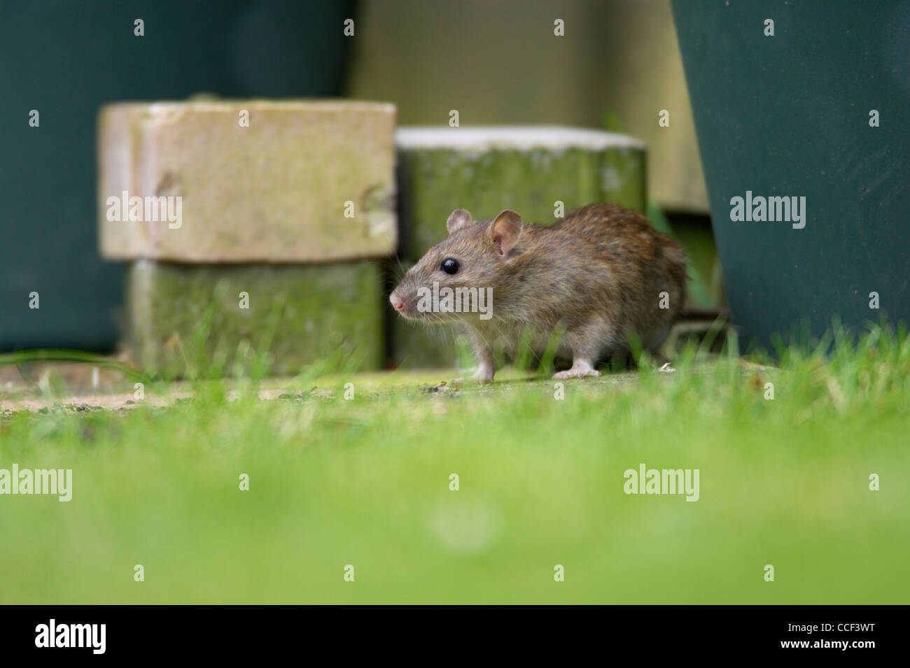 Brown rat Rattus norvegicus adult emerging from under garden shed trying to find food Stock