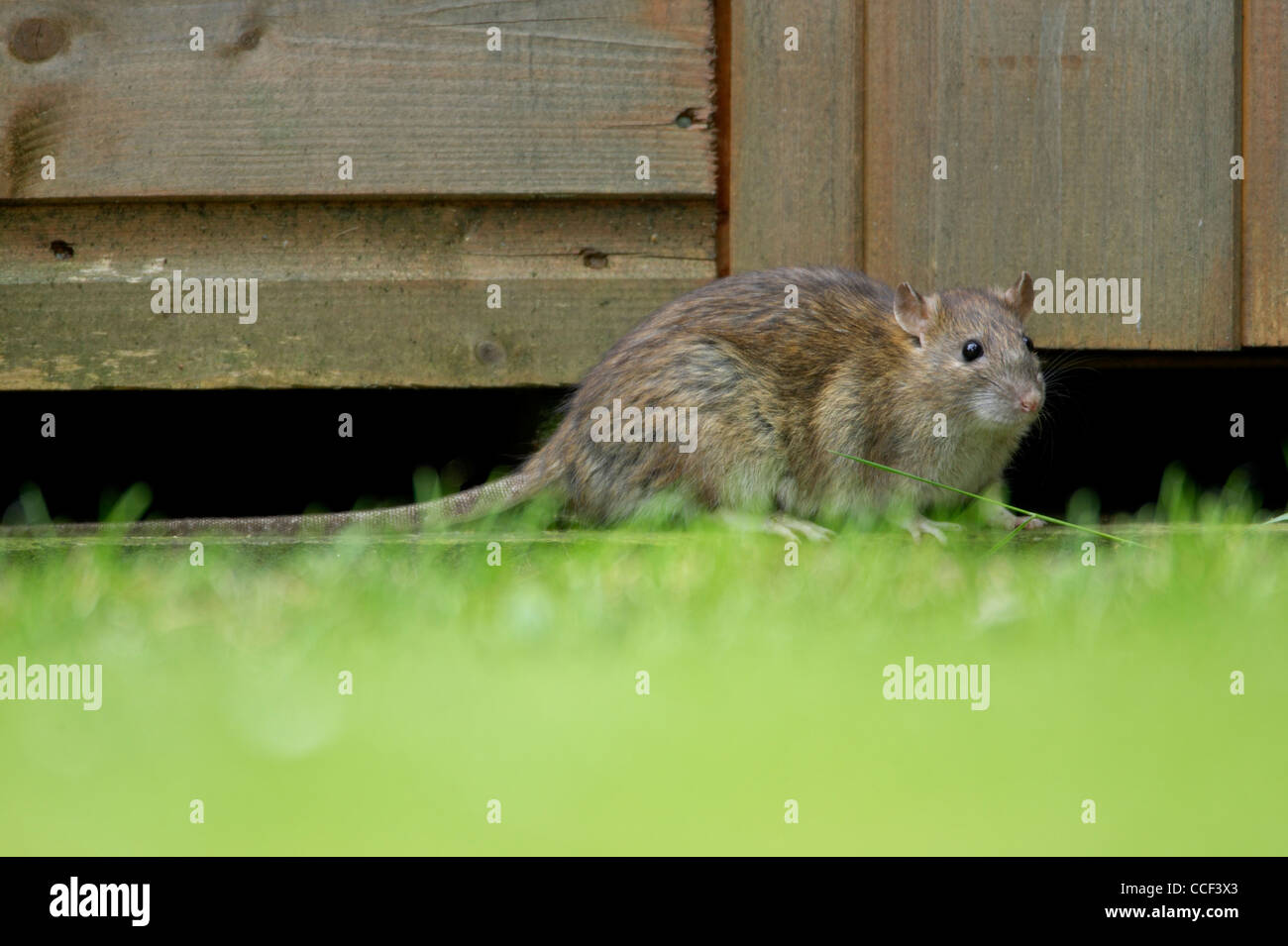 Brown rat Rattus norvegicus adult emerging from under garden shed trying to find food Stock