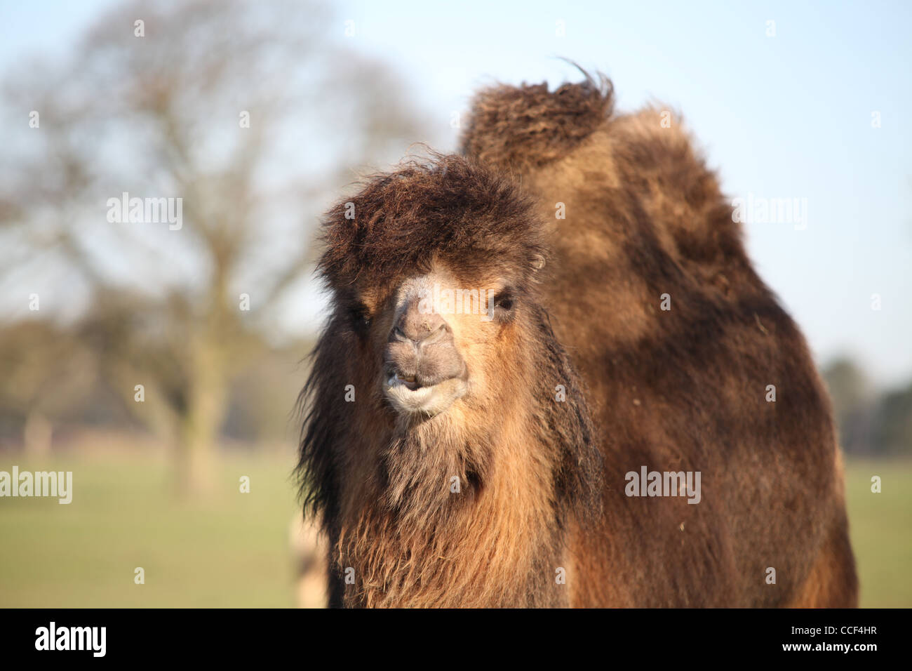 Bactrian Camel at Whipsnade Zoo Stock Photo - Alamy
