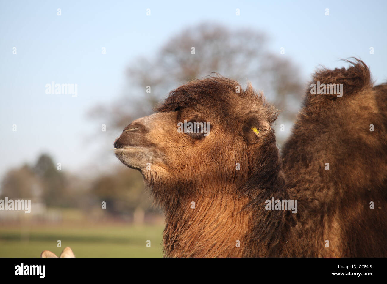 Bactrian Camel at Whipsnade Zoo Stock Photo