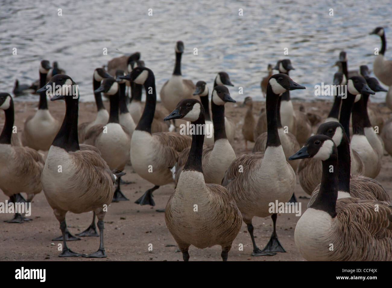 Canadian geese Stock Photo
