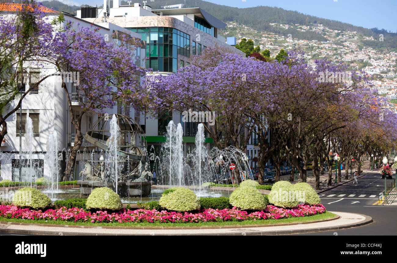 Funchal street and park, Madeira Island Stock Photo