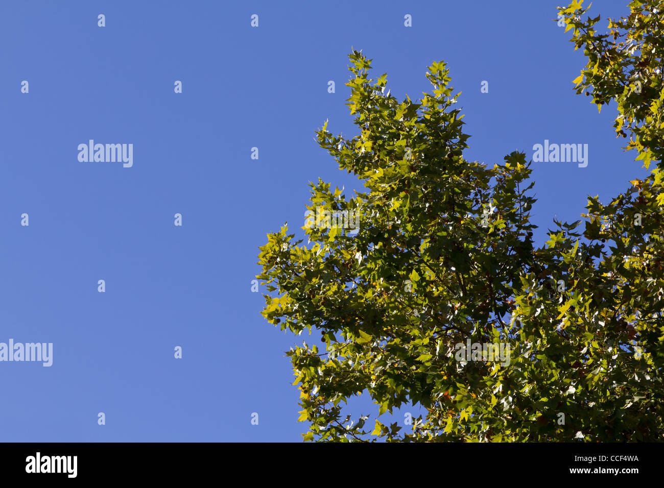 Branch of a chestnut tree hi-res stock photography and images - Alamy