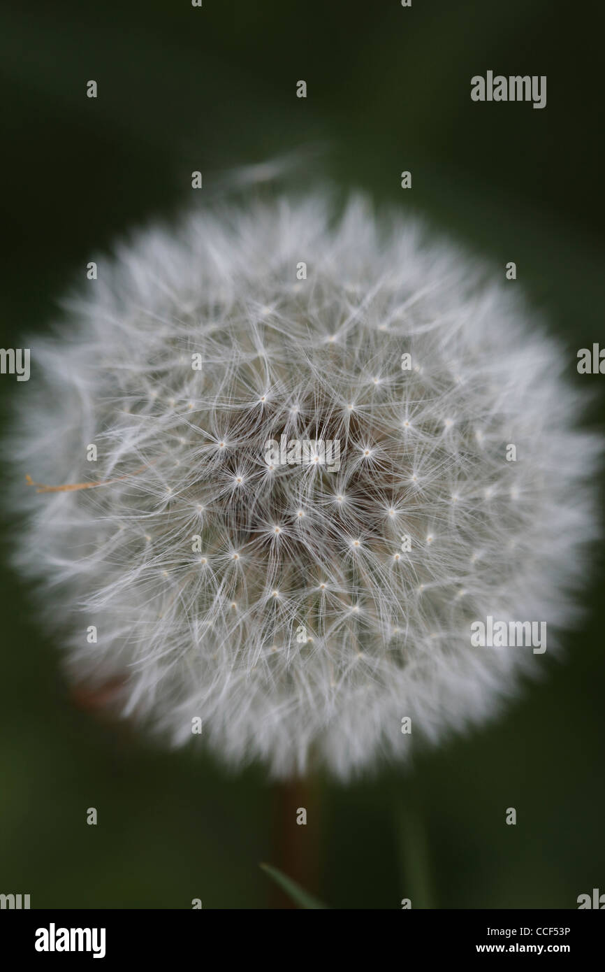 Dandelion Seed Head (Taraxacum officinale). Stock Photo