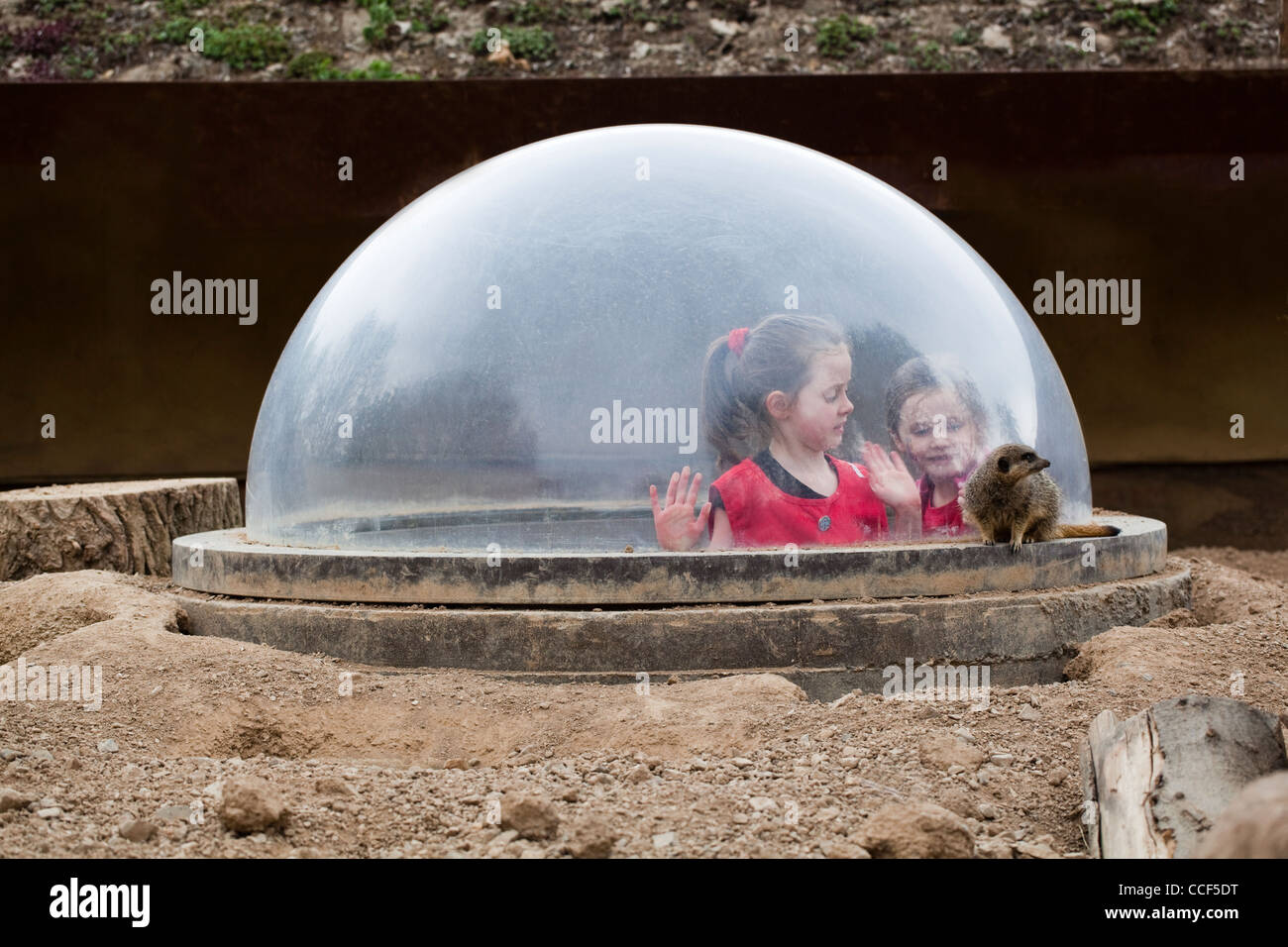 London Zoo. Children 'meeting a Meerkat' (Suricata suricate). Crawl through tunnel allows entrance into an acrylic dome within exhibit. Stock Photo