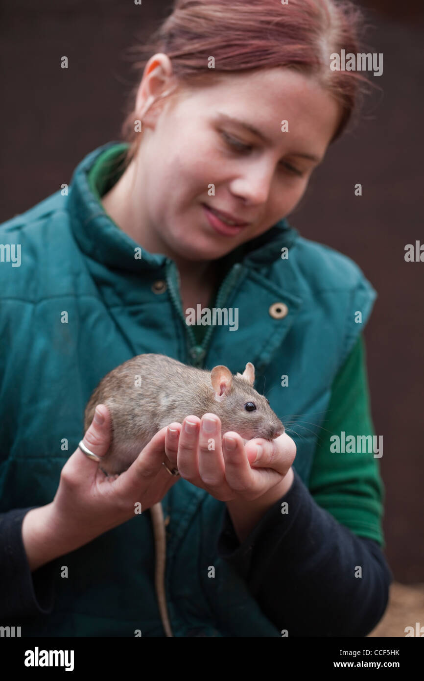 London Zoo. Staff animal handler introducing a tame Brown Rat (Rattus norvegicus), to visitors. Stock Photo