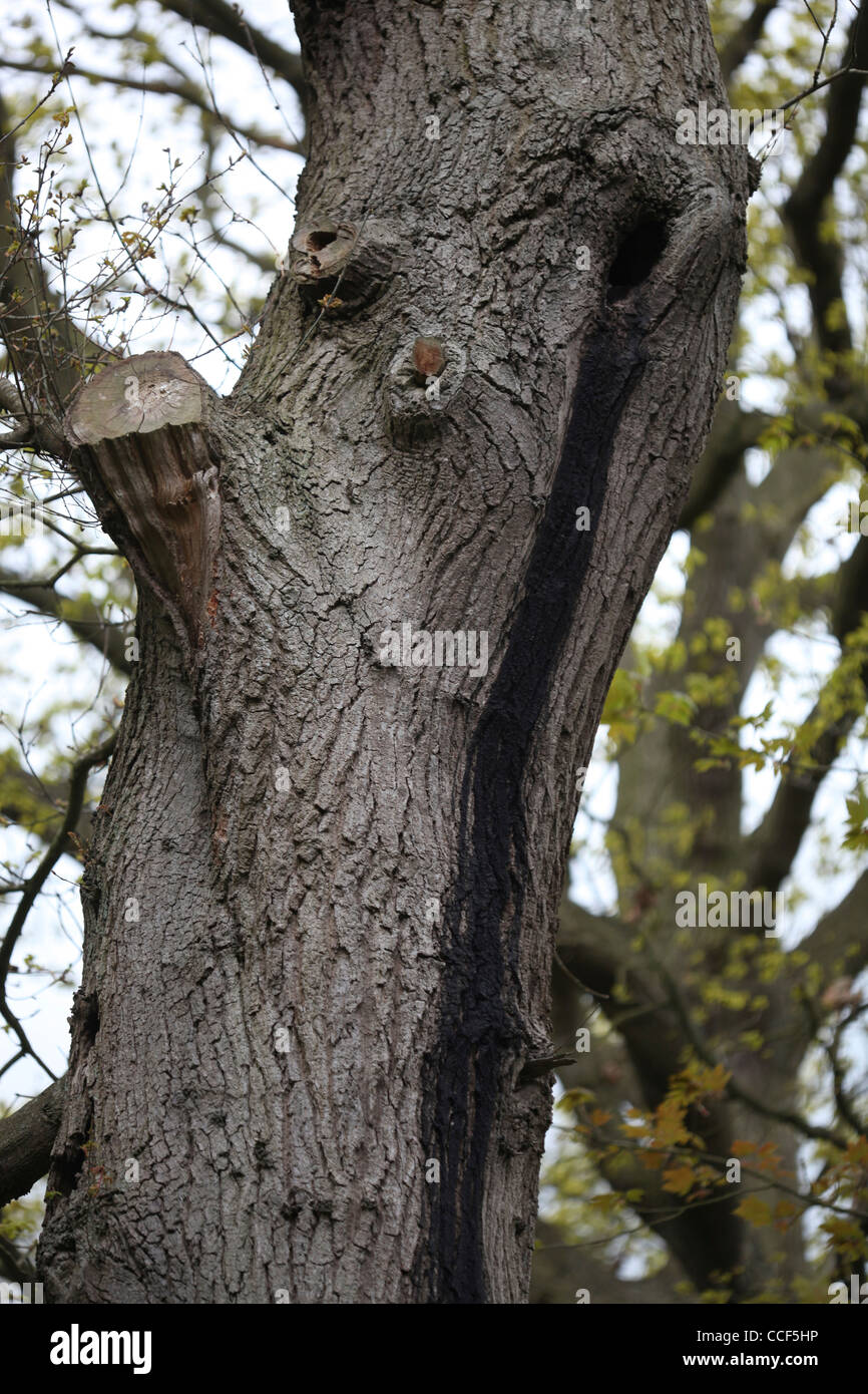 Oak trunk with hole which provides a roosting site for Daubenton's (Myotis daubentonii) and Noctule Bats (Nyctalus noctula). Stock Photo