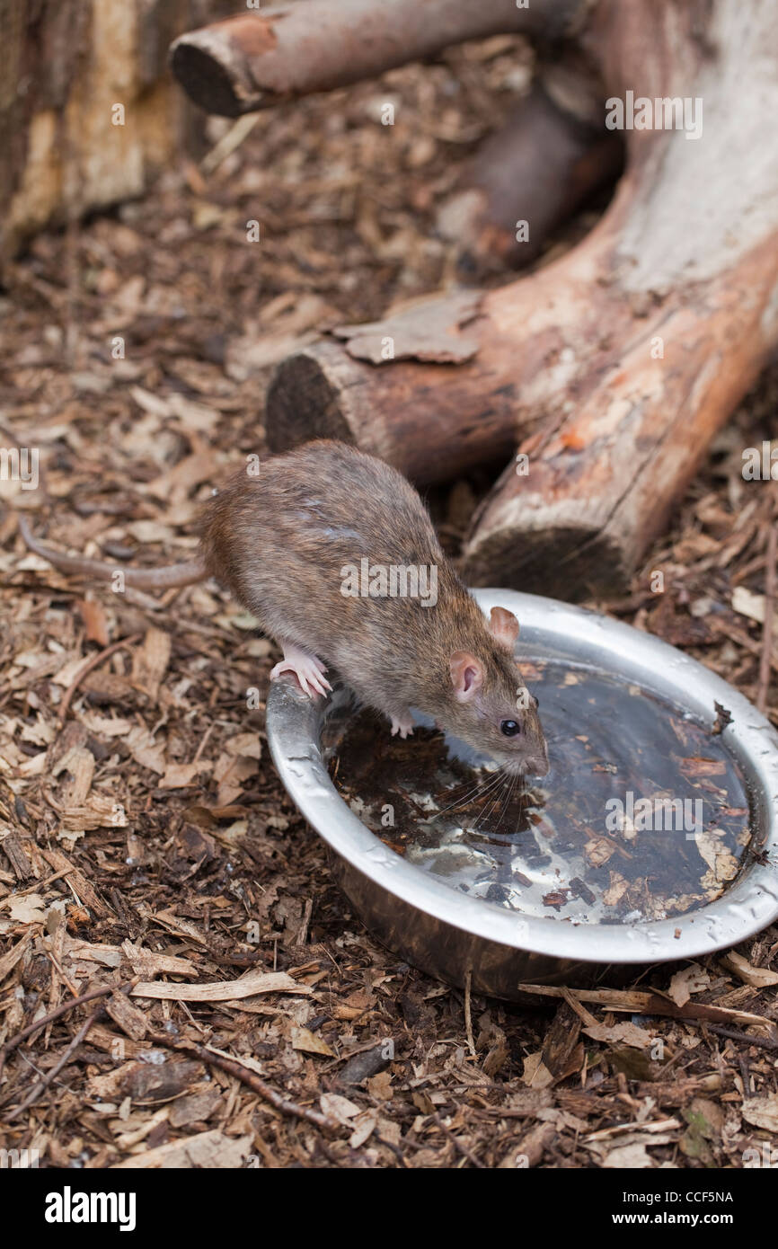 Brown Rat (Rattus norvegicus). Drinking water from a bowl on an aviary