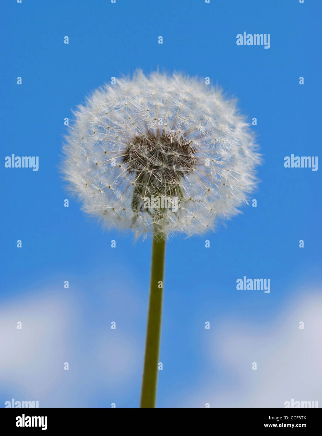 dandelion with seeds blowing away Stock Photo Alamy