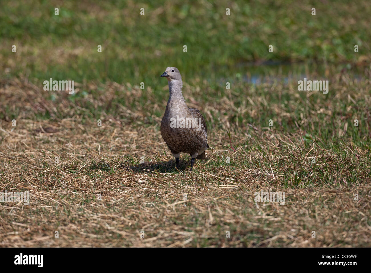 Abyssinian Blue-winged Goose (Cyanochen cyanopterus). Bale Mountains National Park. Ethiopia. Stock Photo