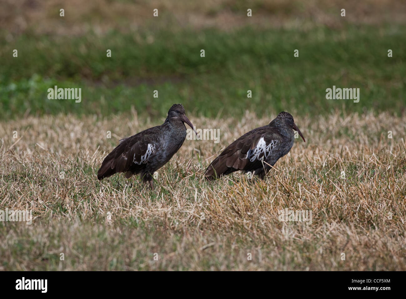 Wattled Ibis (Bostrychia carunculata). Ethiopia. Endemic Stock Photo