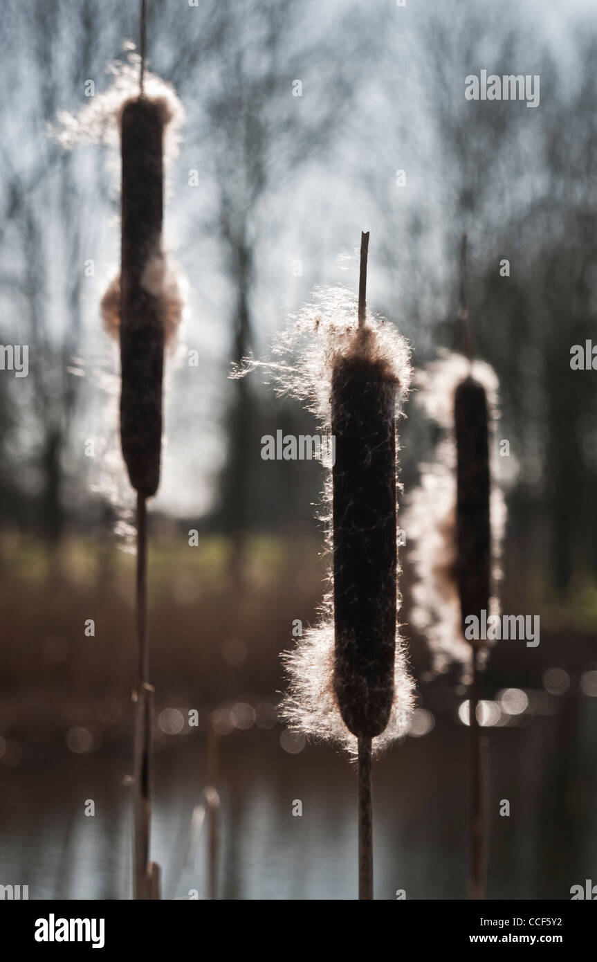 Bull Rushes Seed Exploded Corndog grass hi-res stock photography and images - Alamy