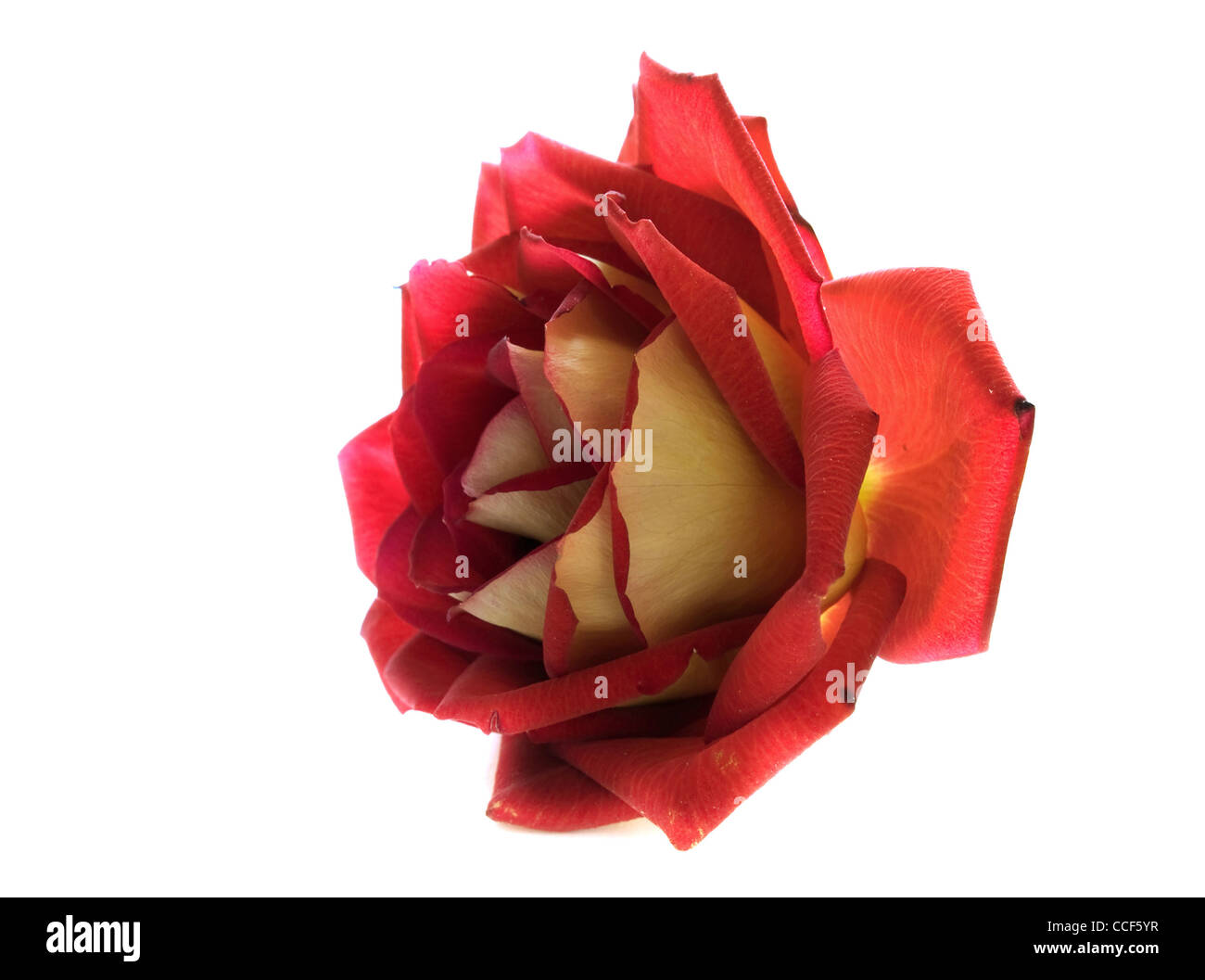 rose is isolated on white background Stock Photo - Alamy