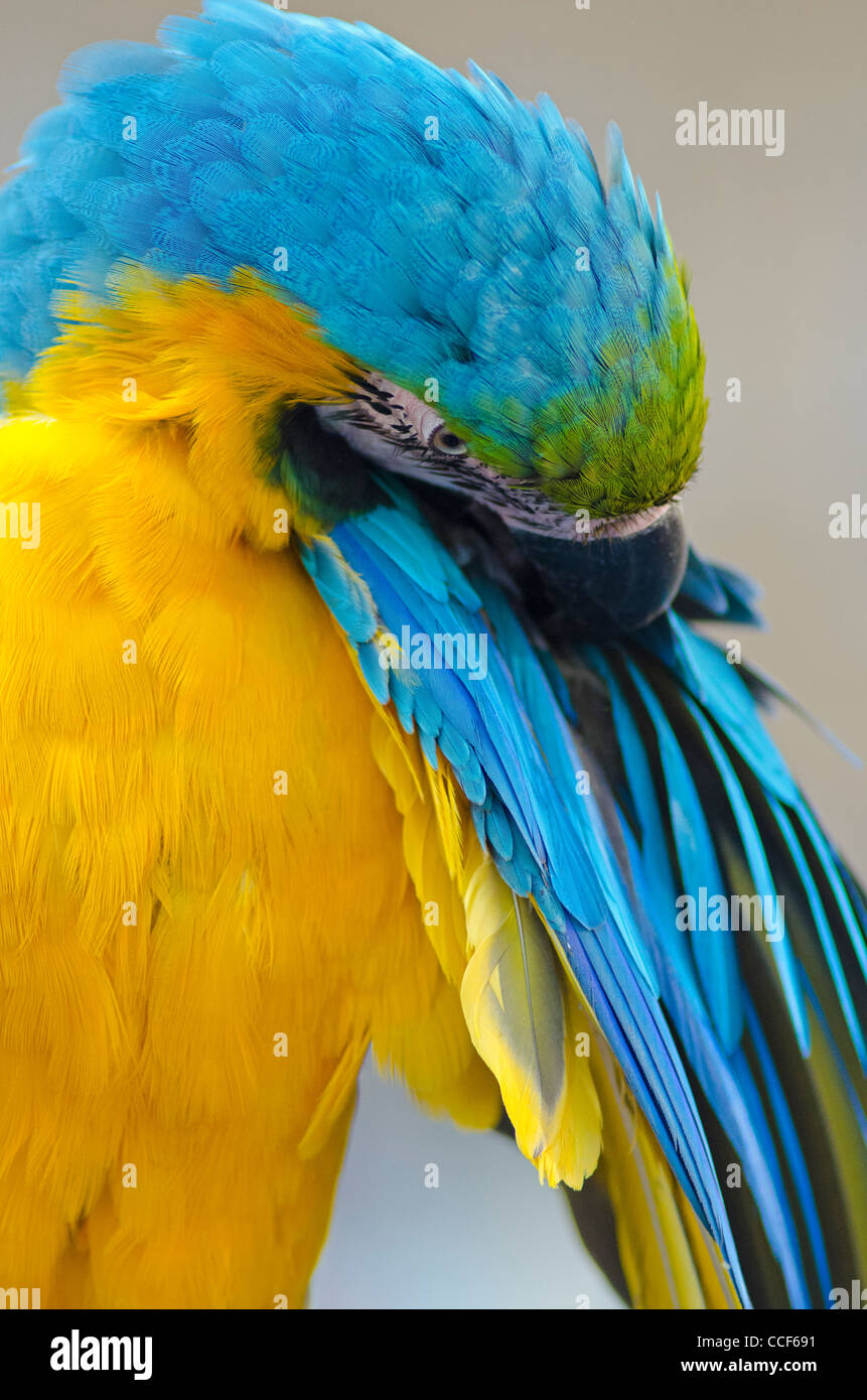 Parrot - Blue-and-Yellow Macaw Stock Photo