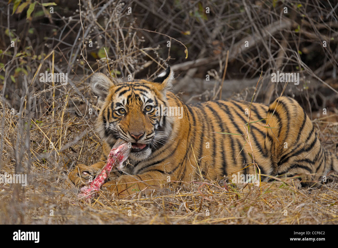 tiger eating man alive