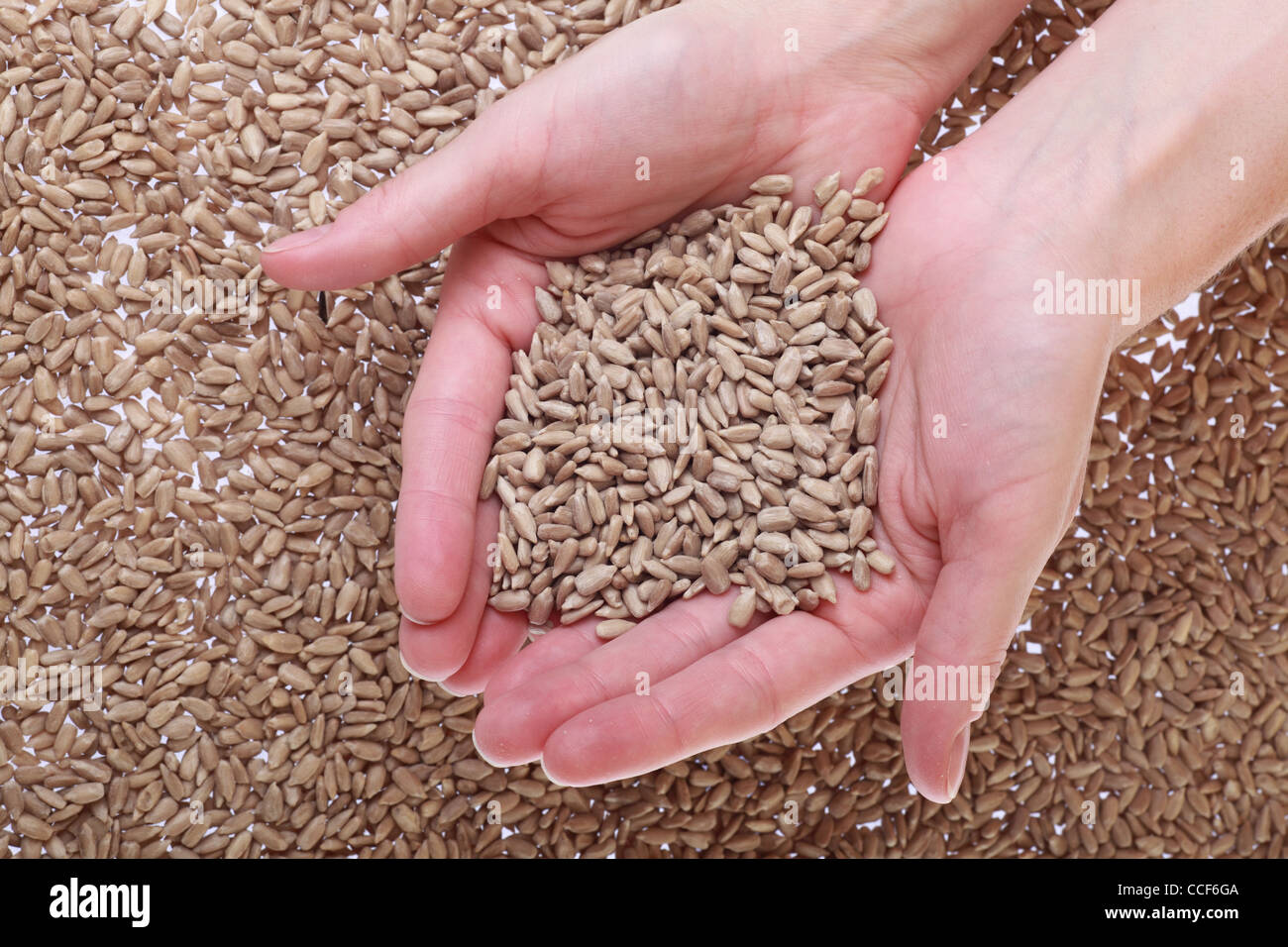 sunflower seeds in hands nature background Stock Photo Alamy