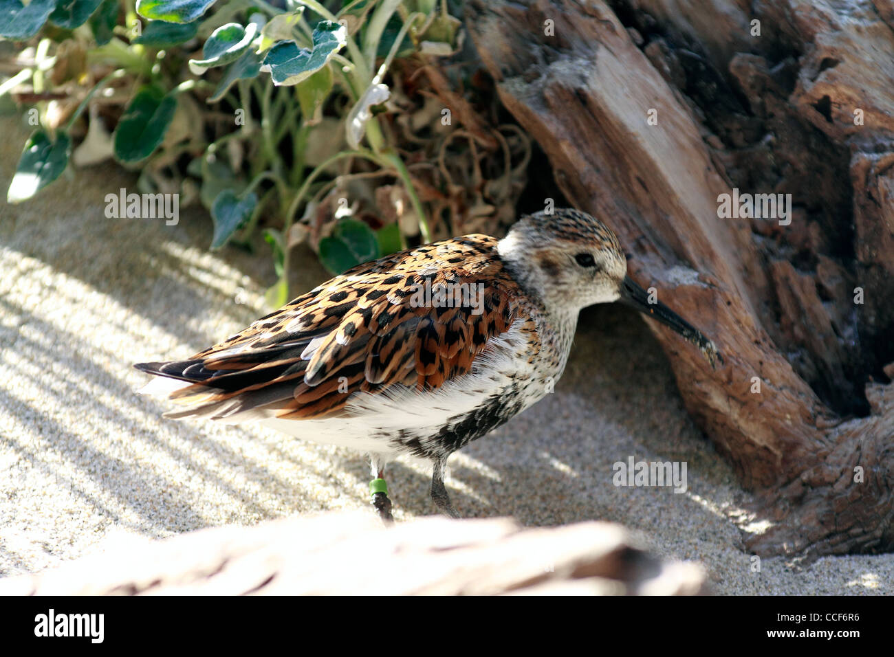 Dowitcher, Agujeta, Limnodromus spp bird shoreline feeder avian Stock Photo