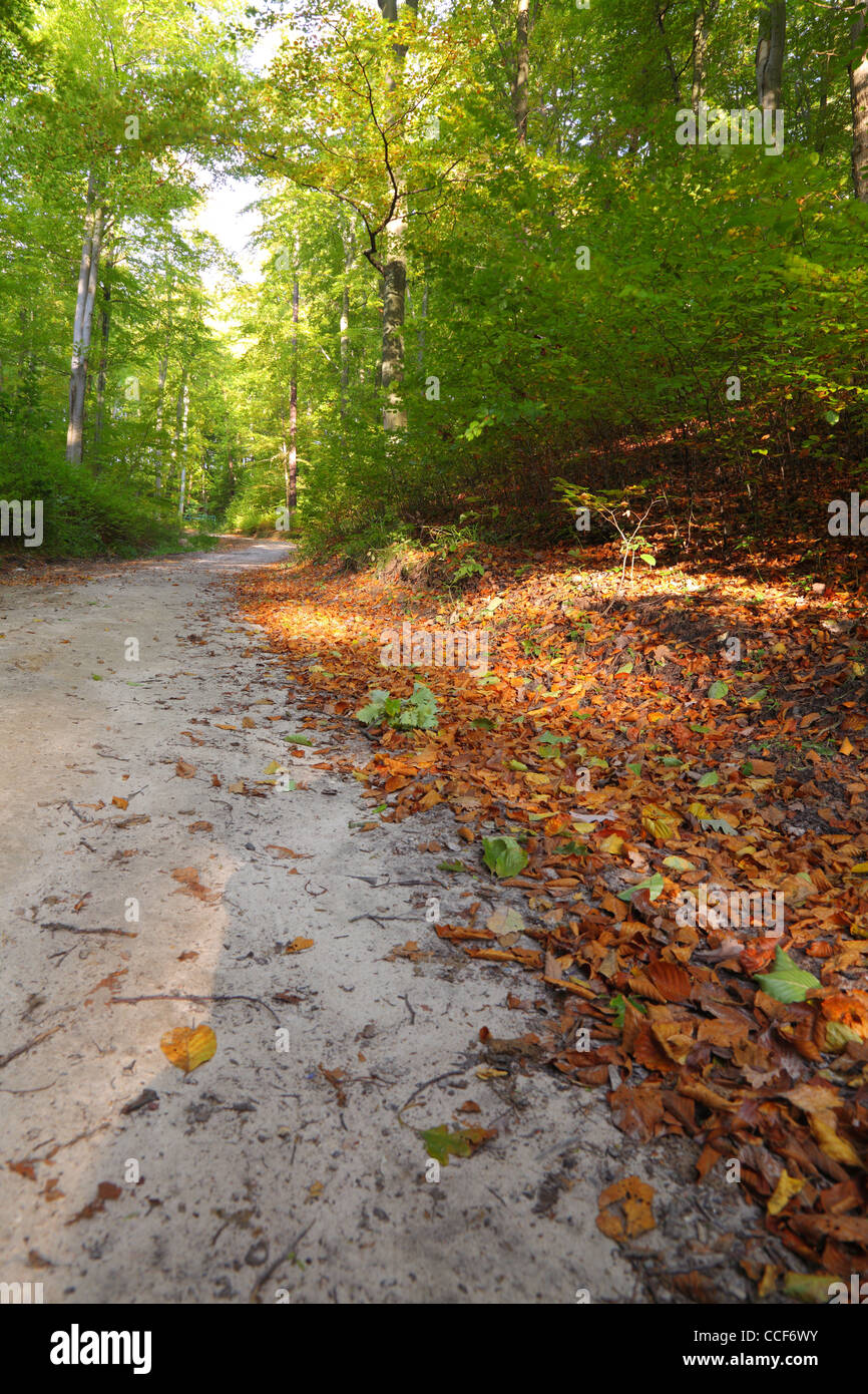 Rural autumn scenery - Fall in forest - park road Stock Photo - Alamy