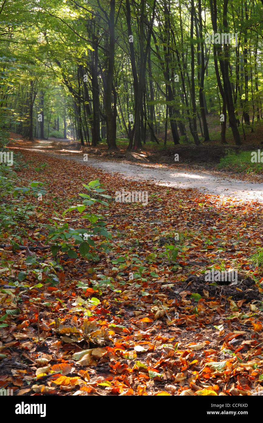 Rural autumn scenery - Fall in forest - park road Stock Photo - Alamy