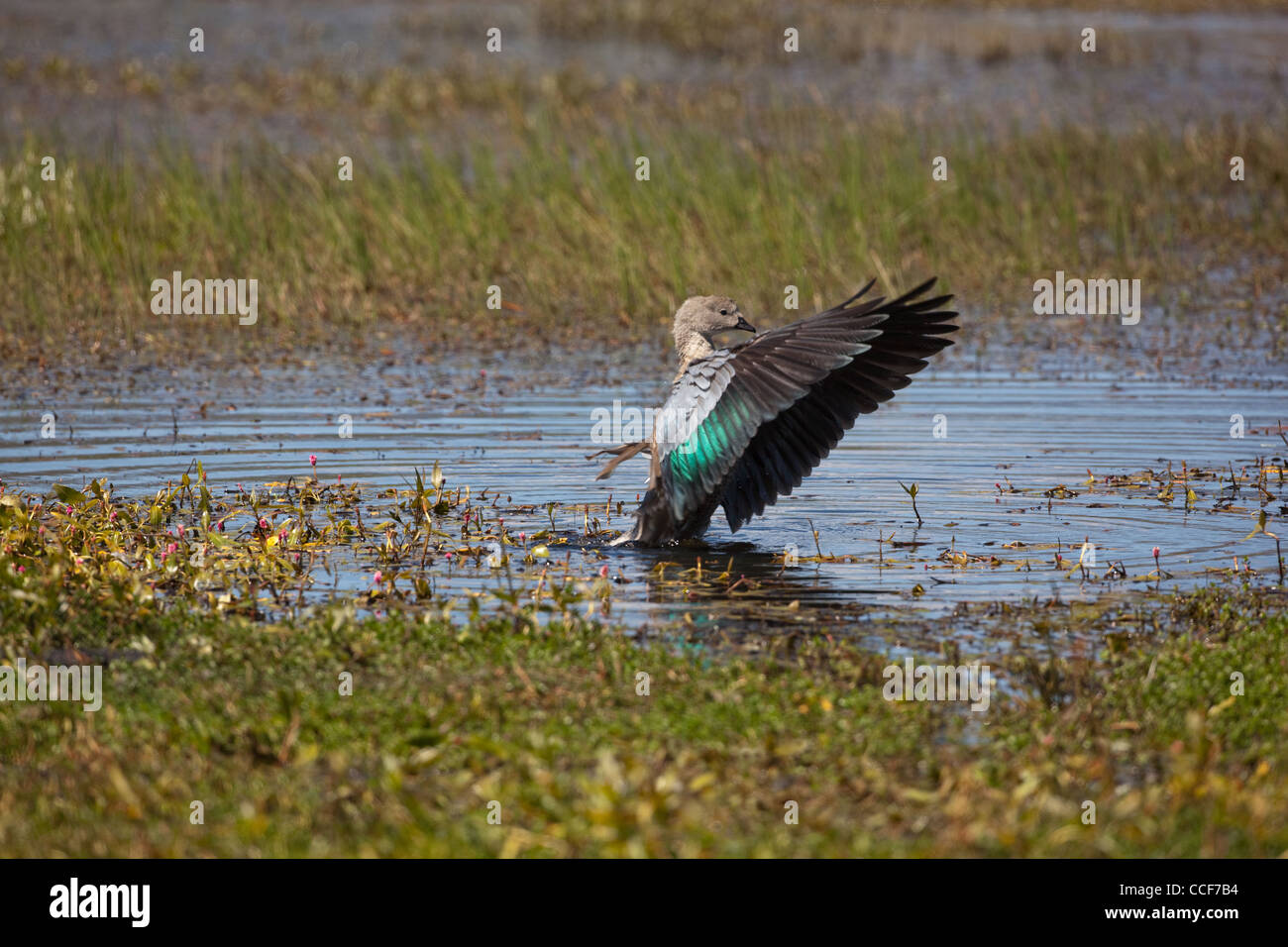 Abyssinian Blue-winged Goose Cyanochen cyanopterus. Raised wings, flapping, stretching. Bale mountain pool. Ethiopia. Stock Photo