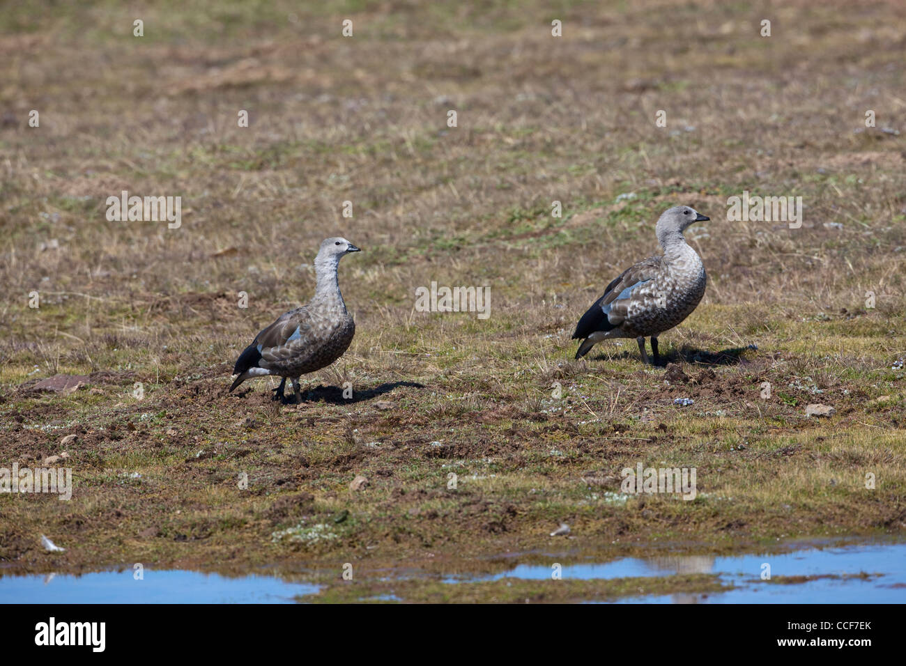 Abyssinian Blue-winged Geese (Cyanochen cyanopterus). Pair, male or gander, right. November. Bale Mountains. Ethiopia. Stock Photo
