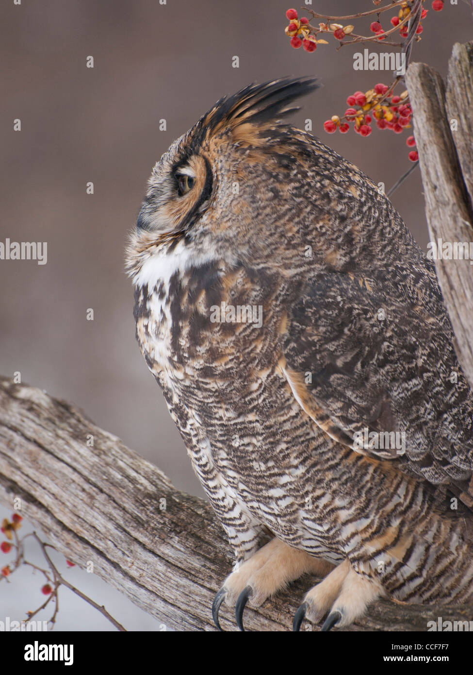 Close up of beautiful Great Horned Owl sitting on a dead tree with a