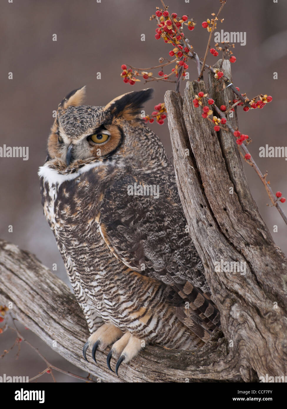 Close up of beautiful Great Horned Owl sitting on a dead tree with a
