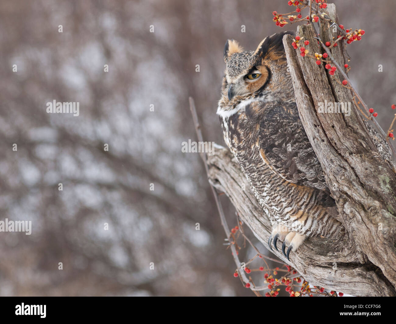 Close up of beautiful Great Horned Owl sitting on a dead tree with a