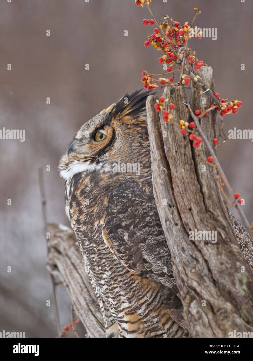 Close up of beautiful Great Horned Owl sitting on a dead tree with a