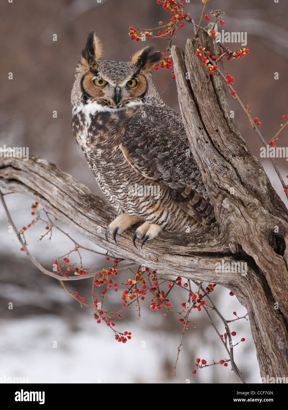 Close up of beautiful Great Horned Owl sitting on a dead tree with a