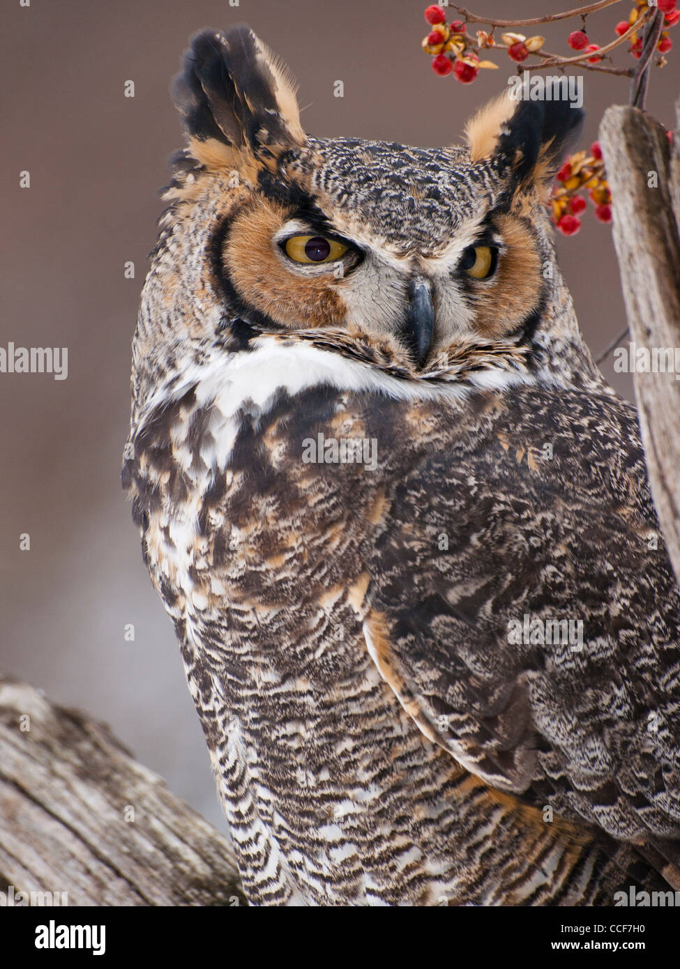 Close up of beautiful Great Horned Owl sitting on a dead tree with a