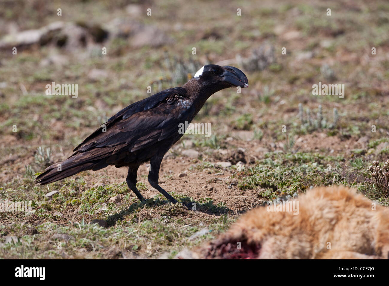 Thick-billed Raven (Corvus crassirostris). Feeding on corpse of a feral dog. Ethiopia Stock Photo
