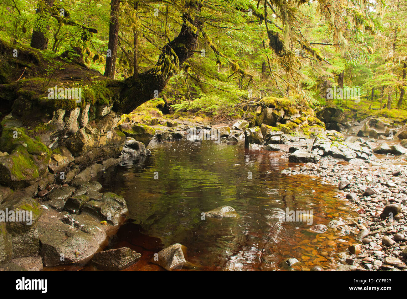 Fred's Creek, Kruzof Island, Southeast Alaska Stock Photo