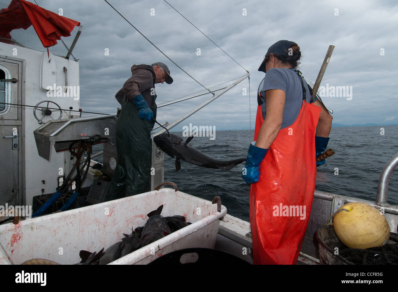 Black Cod (Sablefish) fishing, Sitka, Alaska Stock Photo Alamy