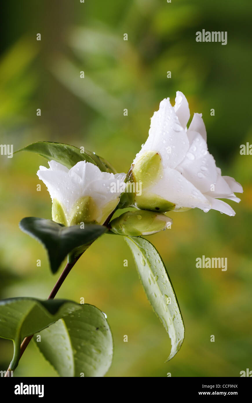 white camelia after rain with water drops in nature Stock Photo