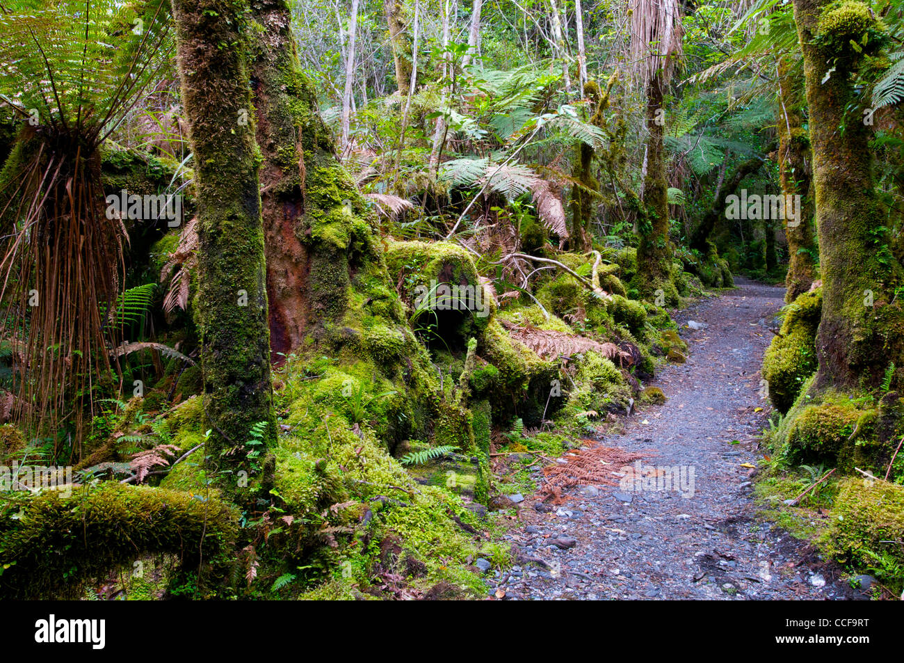 Rainforest track to the Franz Josef Glacier South Island New Zealand Stock Photo