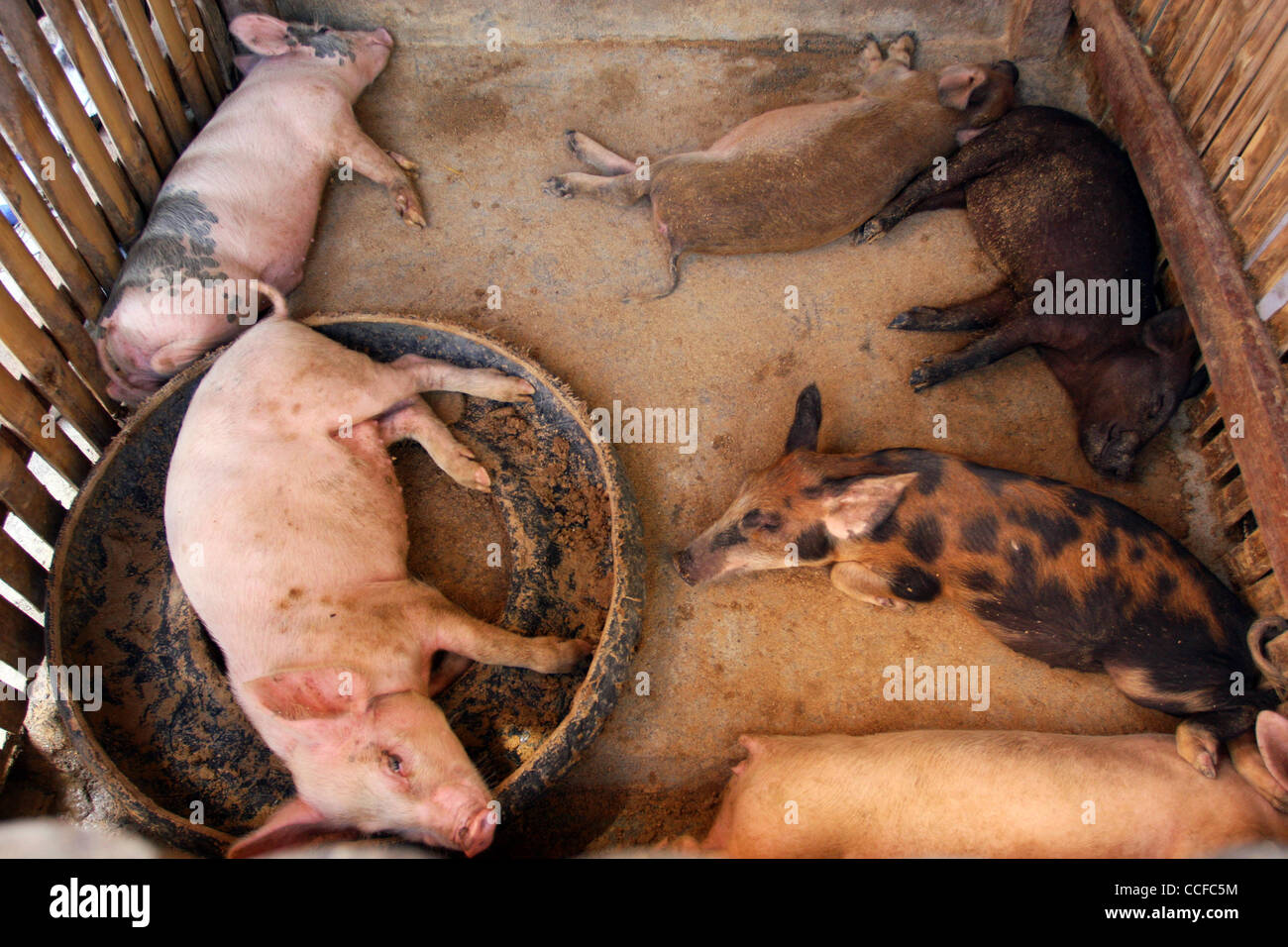 Dec 31, 2010 - Cotabato, Philippines - Filipino workers inside a meat shop in the southern Philippine city of Cotabato prepare and roast pigs, a popular dish for holidays and special occasions. Live pigs inside the meat shop. (Credit Image: © Jeoffrey Maitem/ZUMApress.com) Stock Photo