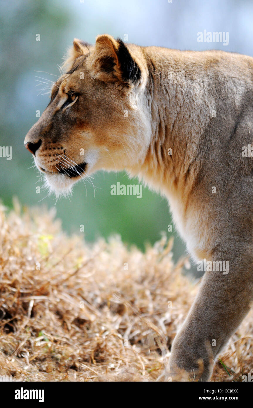 A Lioness enjoys a beautiful day at the San Diego Zoo's Wild Animal