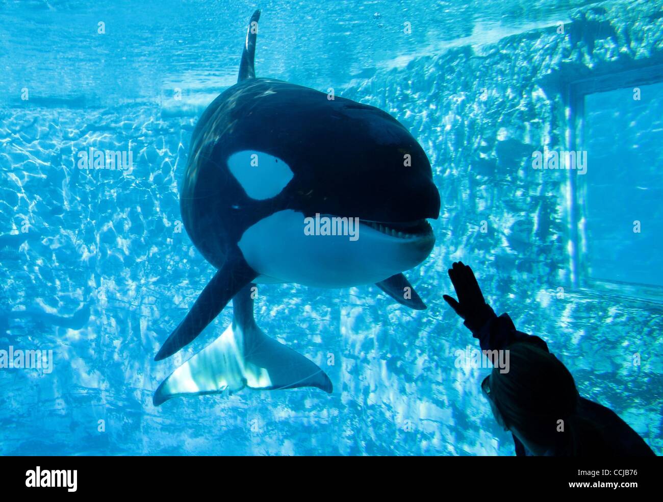 Dec 15, 2010 - Orlando, Florida, USA - A tourist at the Shamu exhibit at Sea World Orlando interacting with a whale. After the tragic death of a whale trainer in February 2010, Sea World intends to launch an all new killer whale show in Spring 2011 to distance itself from the accident. (Credit Image Stock Photo