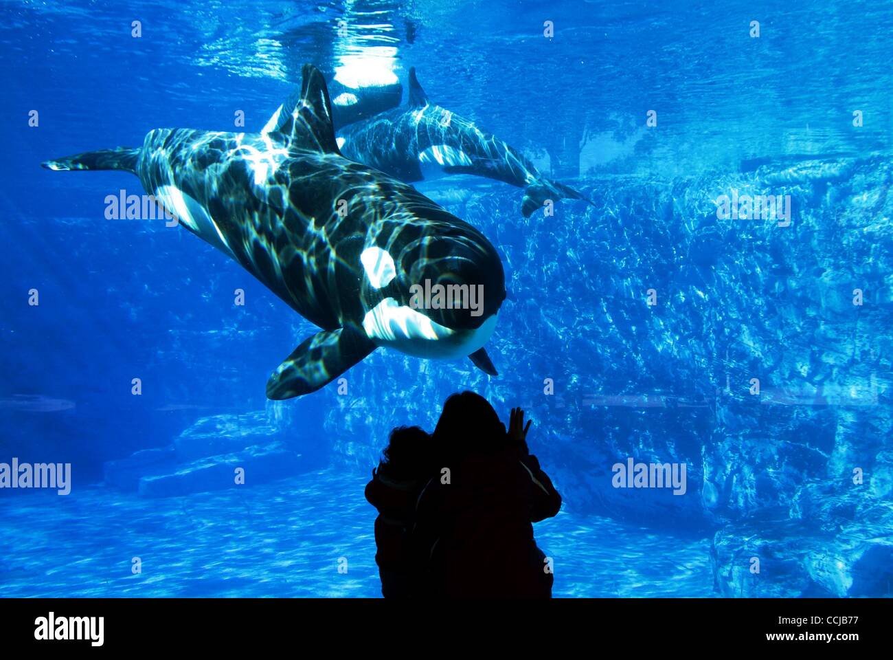 Dec 15, 2010 - Orlando, Florida, USA - Visitors at the Shamu exhibit at Sea World Orlando interacting with a whale. After the tragic death of a whale trainer in February 2010, Sea World intends to launch an all new killer whale show in Spring 2011 to distance itself from the accident. (Credit Image: Stock Photo