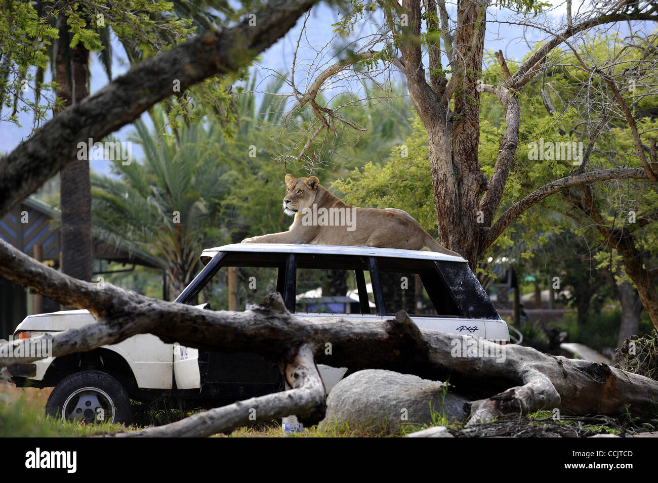 A Lioness enjoys a beautiful day at the San Diego Zoo's Wild Animal