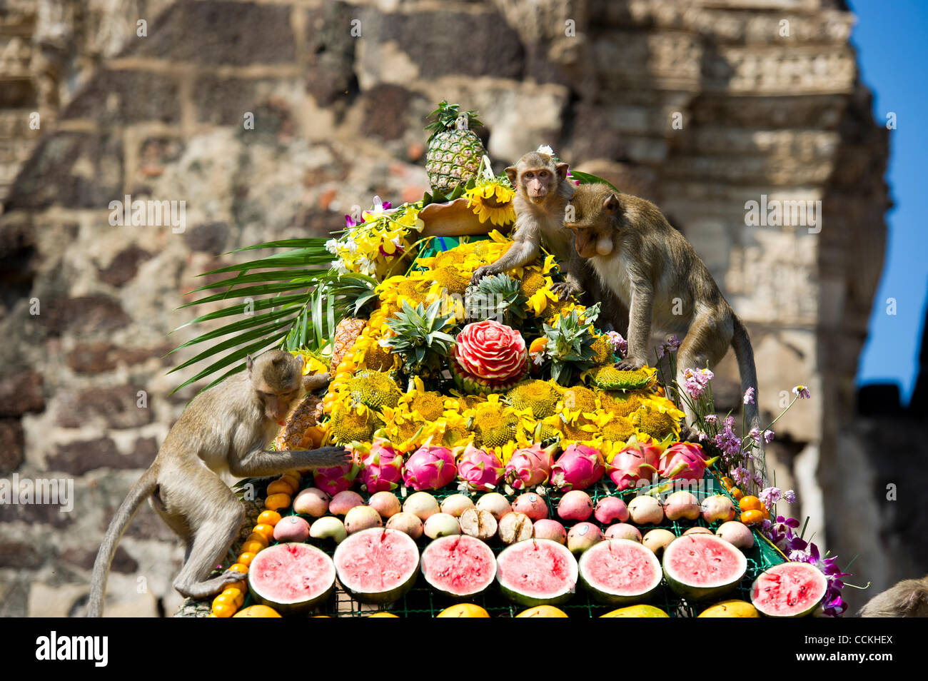 Nov. 28, 2010 - Lopburi, Thailand - Monkeys enjoy eating from pyramid made  of fruit during the annual 'monkey buffet festival' at the Phra Prang Sam  Yod (The Three Crests Phra Prang)