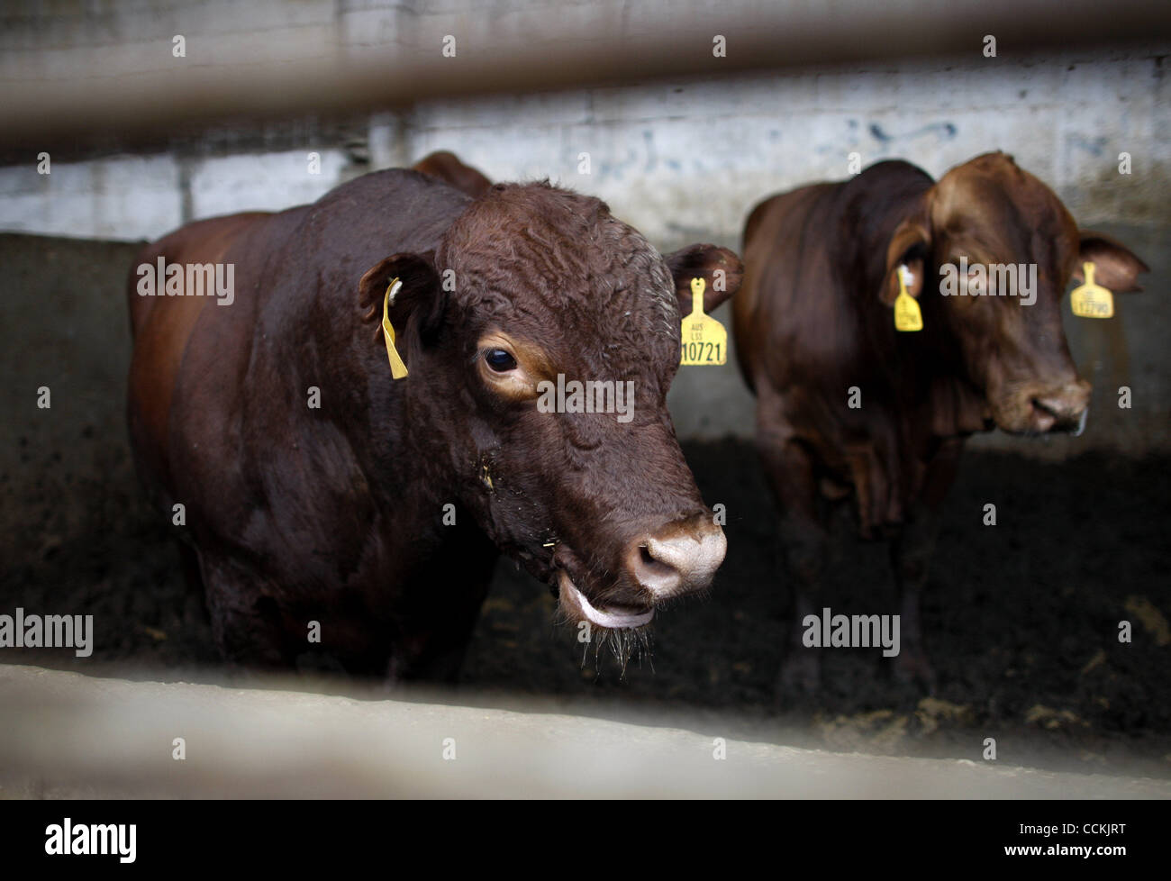 Cow On The Feast Stock Photos & Cow On The Feast Stock 