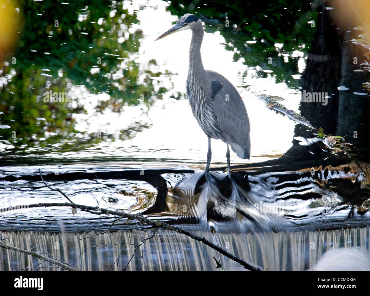 Largest heron in north america hires stock photography and images Alamy