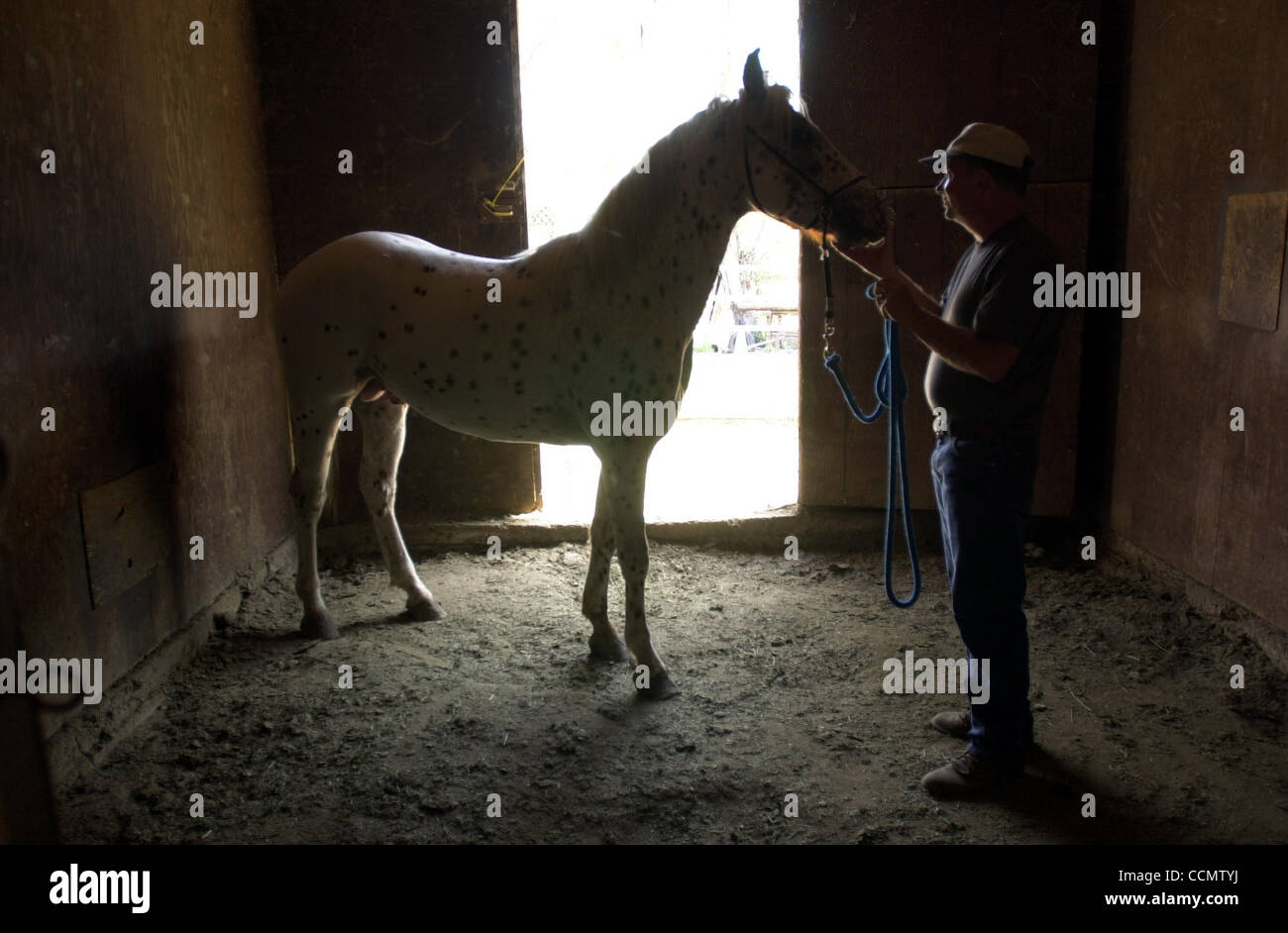 (Published 05/26/2003, A-1): NC PAYNE 205470 x002 .......... May 21, 2003 ..........  Working with one of his eight horses in Spring Valley, Douglas  Payne a former U.S. Marine who served in Vietnam in 1969 had is life saved by fellow Marine Austin Oscar.  Oscar was years later awarded the Medal of  Stock Photo