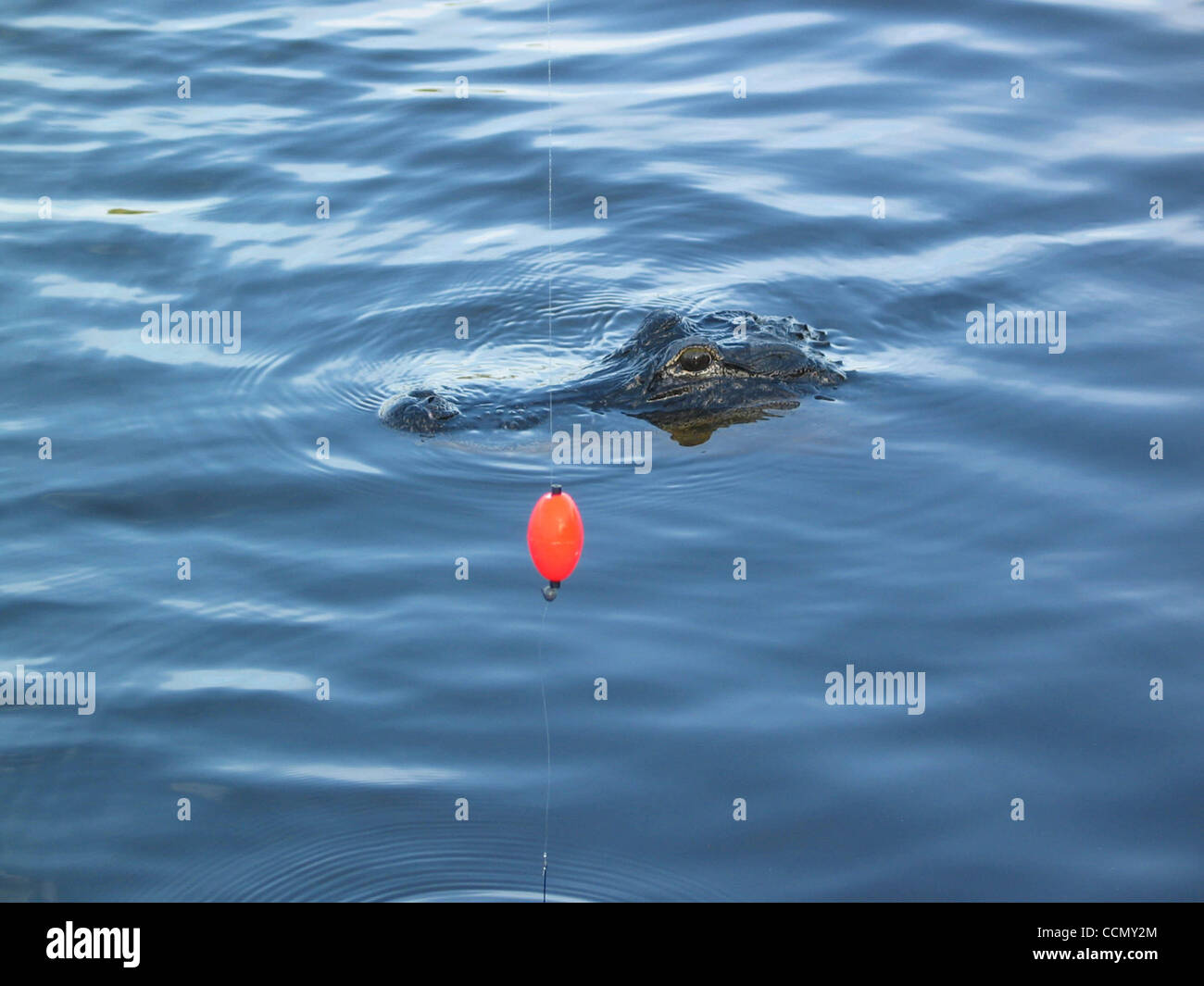 Alligator Ramp High Resolution Stock Photography and Images - Alamy